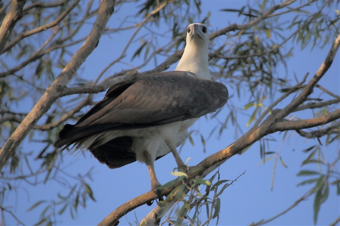 _800Mt Borradaile - Cooper Creek_5748_m_White-belliedSeaEagle